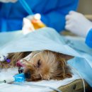 연희동물병원 이미지