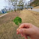 네잎클로버의 메아리 | 네잎, 다섯잎 클로버 꽃말, 동탄호수공원 벚꽃 구경하다 찾은 행운