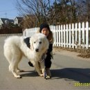 영우 이미지