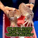 씨알데이타 | [공지] 서해 남당항 갑오징어 선상낚시 조황마이웨이호와 씨넥스 에기