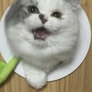 시루냥
