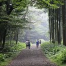 남조로 사려니숲길입구 이미지