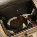 24시 신도림S동물의료센터 | 24시 동물병원 신도림S동물의료센터 내돈내산 비추후기