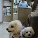 부자동물병원 이미지