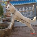 강쥐 Daum카페