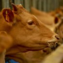 사산축산 이미지