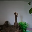 깜돌게코샵 이미지