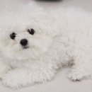 그루밍 까꿍 이미지