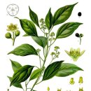 제주 도순리 녹나무 자생지 이미지