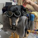 VIP동물한방재활의학센터by.Dr.신사경 이미지