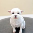 Grooming574 이미지