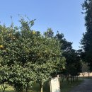 백도 해변민박 | 제주 애월 가볼만한곳 소길별하 힐링 감성 소품샵 카페 자세한 후기