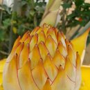 황금농장(2) 이미지