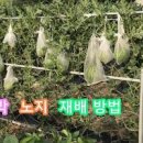 애플수박 키우기! 수확시기와 애플수박 재배법 이미지