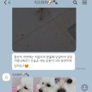 리즈애견미용 이미지