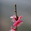 삼경수지 이미지