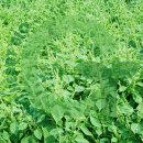 황소농약농자재 이미지