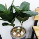 당돌이 클럽 이미지