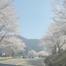 울산 막콘 후 운문댐 벚꽃길 🌸 사랑의 리콜 이미지