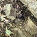 지난해 석청지 다시 공격당하지 않게 단도리 이미지