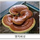 버섯과면역 이미지