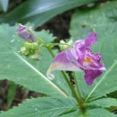 노고단-8 이미지