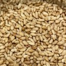 열려라 참깨 이미지