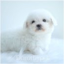 천안 고양이분양 도로시펫 이미지