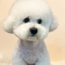 도그허니 이미지