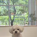 댕스베리 이미지