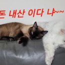 동부갈매기 이미지