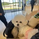 개들랜드 | [울산] 대형 애견카페 개들랜드 방문 후기 🐩🐕🌿