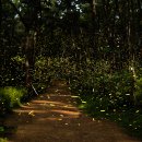 반딧불이 이미지