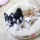 개랑와바 네이버블로그