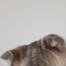 발라당냥 이미지