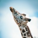 기린에너지 이미지