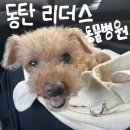 로얄동물외과수술센터 | [동탄] 동탄 리더스 동물의료원 | 동탄 24시 동물병원 추천, 강아지 염좌 내돈내산 후기 (진료비...