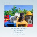 에이플러스 동물병원 | 강아지를 위한 천국 제주애견동반펜션, 숙소 제주앤젤하우스