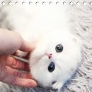 볼태기샵 네이버블로그