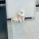 체크인독 이미지