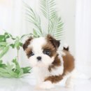 향기펫샵 이미지