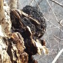 고목나무 이미지