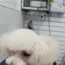 정말귀엽개