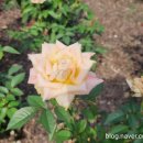 옴서감서 조대점 이미지