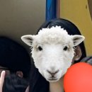 혜민서주