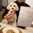 하누랑도니랑 | 과천 실내 애견카페 "아지트"