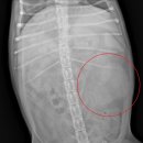 상일 쓰담쓰담 동물병원 이미지