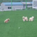 견인지역 애견운동장 유치원 김포점 네이버블로그