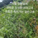 라파팜 이미지