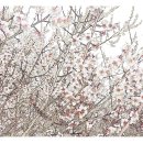 원동[서] Daum카페